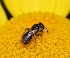 Lasioglossum sphecodoides