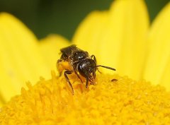 Lasioglossum sphecodoides
