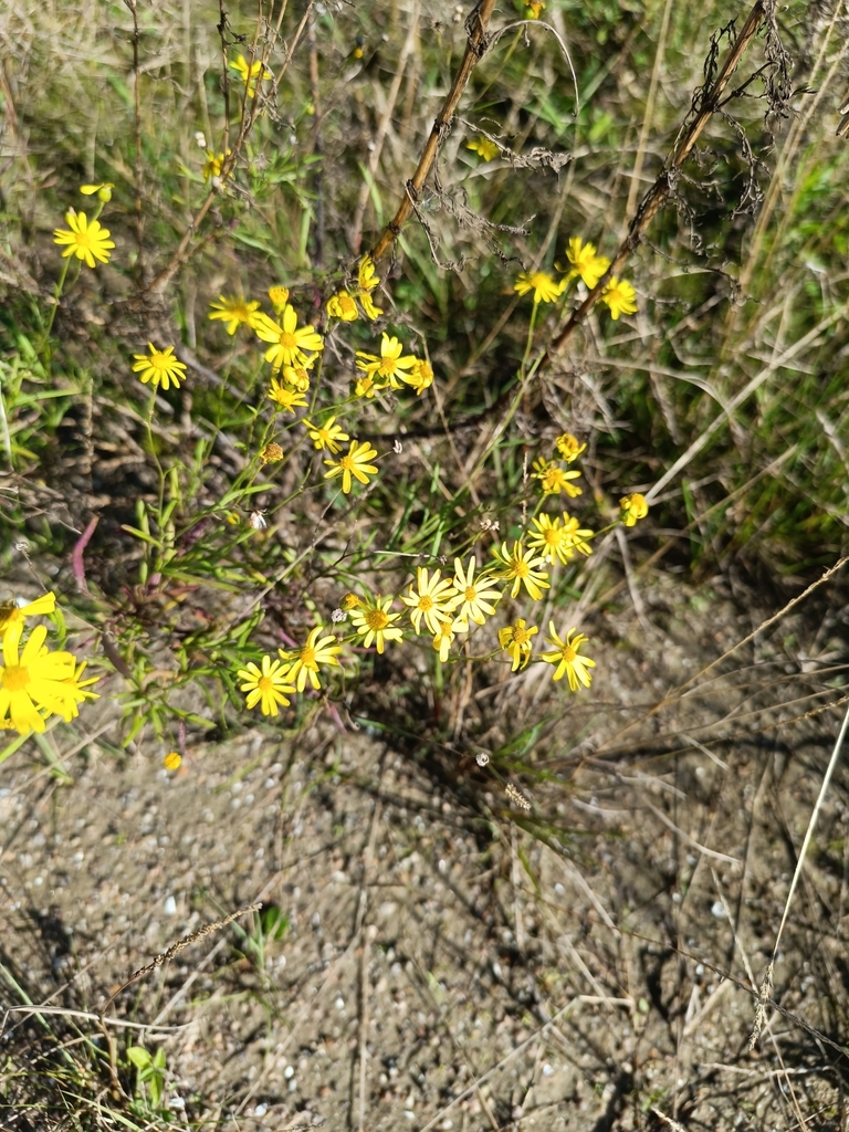 Madagascar Ragwort from Porto Alegre, BR-RS, BR on June 25, 2024 at 10: ...