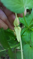 Valerianella chenopodifolia