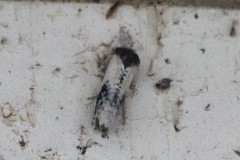 Ponometia erastrioides