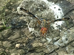 Idana marginata