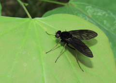 Chrysopilus velutinus