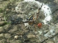 Idana marginata
