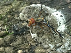 Idana marginata