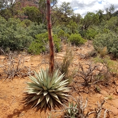 Agave parryi