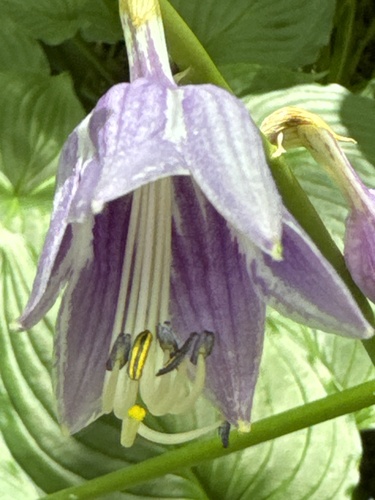 Hosta sieboldii iNat (2)
