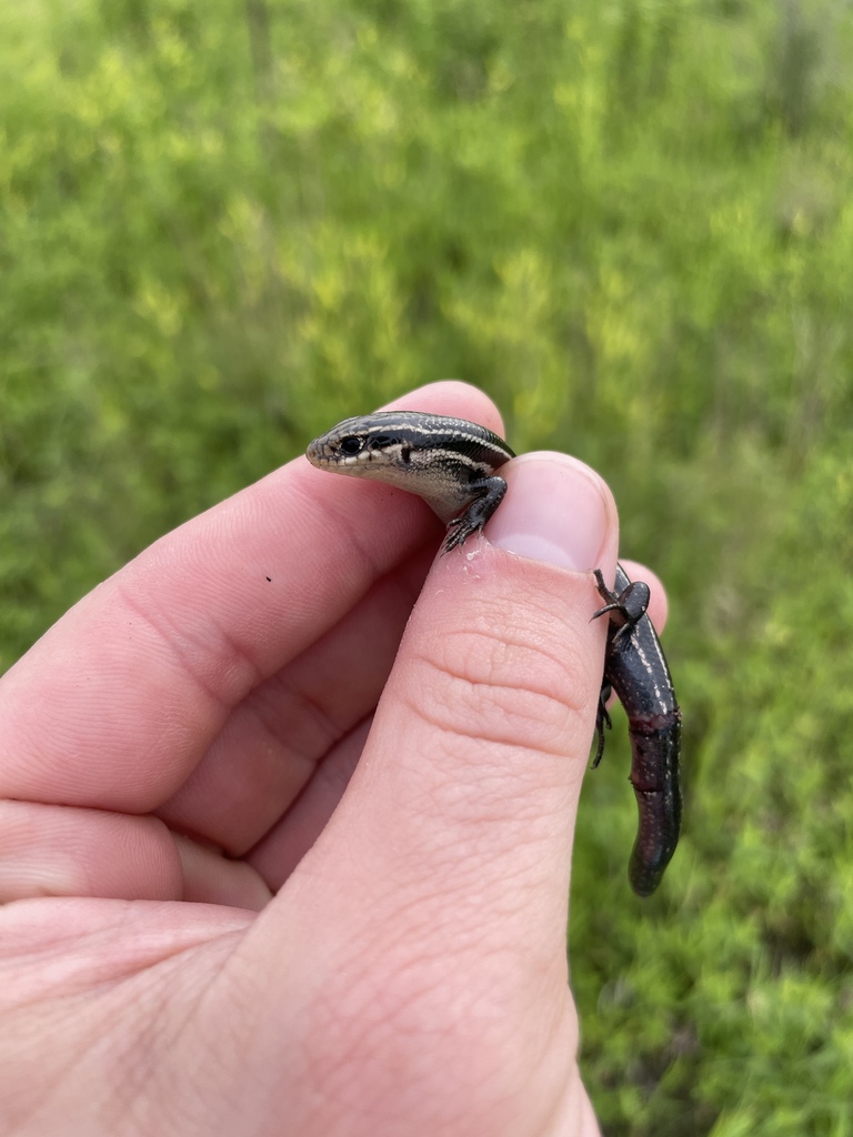 Northern Prairie Skink