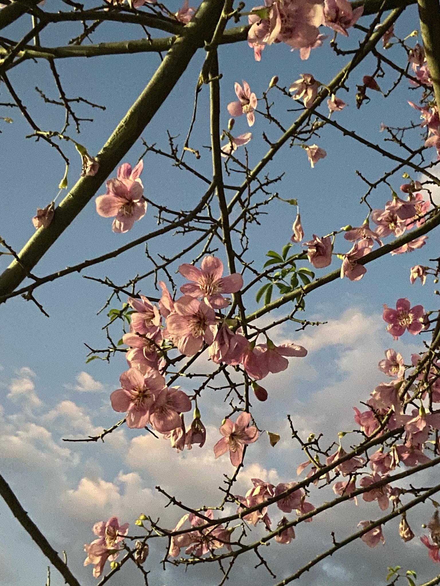 Ceiba pubiflora