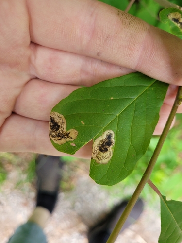 Ectoedemia nyssaefoliella photo 3