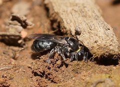 Euryglossa ephippiata