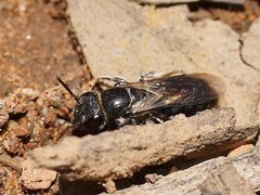 Euryglossa ephippiata