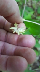 Valerianella chenopodifolia