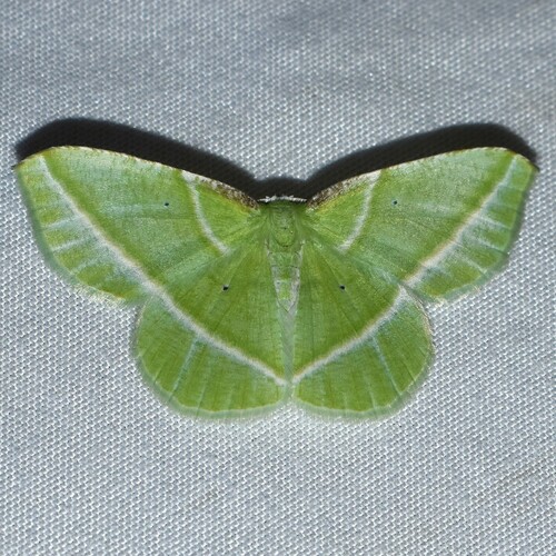 Showy Emerald photo 5