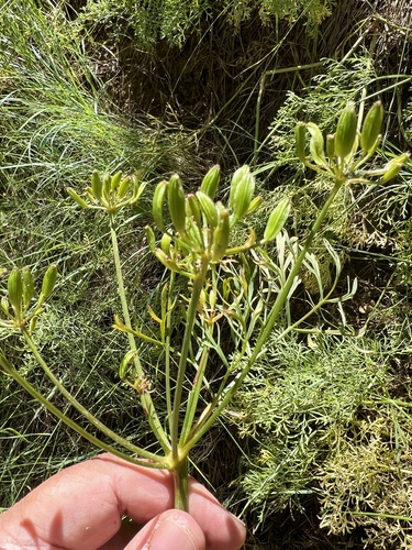 Image of Thompson's Desert Parsley by no rights reserved