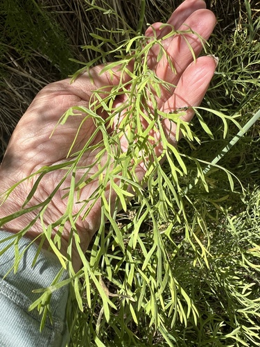 Image of Lomatium thompsonii by no rights reserved