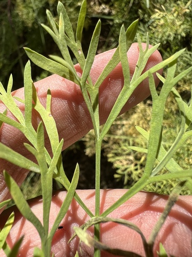 Image of Lomatium thompsonii by no rights reserved