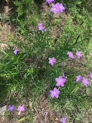 Bouchea linifolia