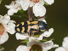 Castiarina adelaidae