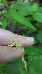 Valerianella chenopodifolia