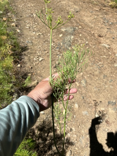 Image of Thompson's Desert Parsley by no rights reserved