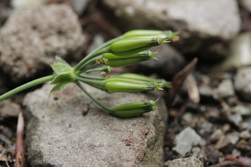 Krūminis builis nuotrauka