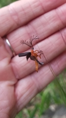 Pterotus obscuripennis