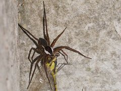 Dolomedes instabilis