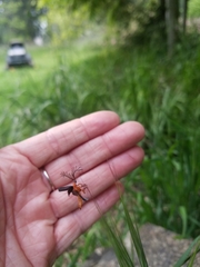 Pterotus obscuripennis