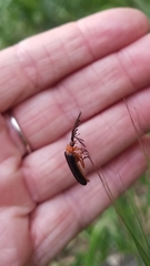 Pterotus obscuripennis