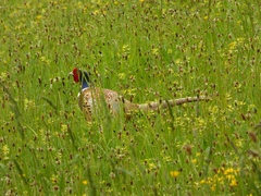Phasianus colchicus