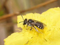 Lasioglossum calophyllae