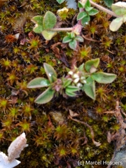Trifolium scabrum