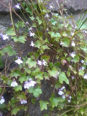 Cymbalaria muralis