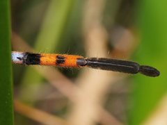 Neosparassus patellatus