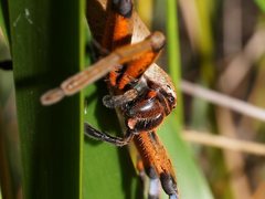 Neosparassus patellatus