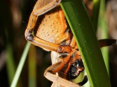 Neosparassus patellatus