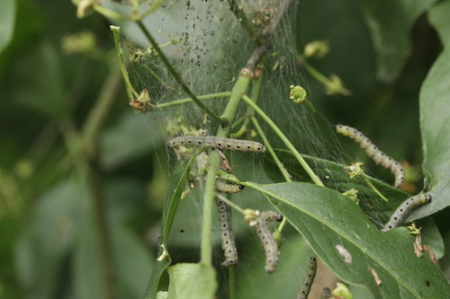 Spindle Ermine Moth photo 2