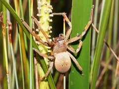 Neosparassus patellatus