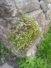 Cymbalaria muralis