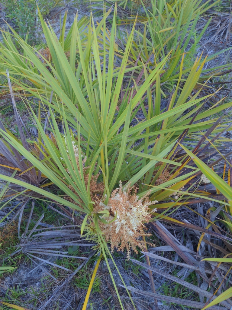 Scrub Palmetto from Dunnellon, FL 34432, USA on June 25, 2024 at 07:39 ...