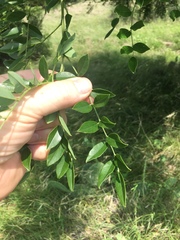 Styphnolobium affine