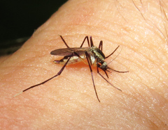 Psorophora longipalpus