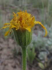 Arnica sororia