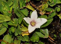 Caltha introloba