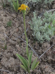 Arnica sororia