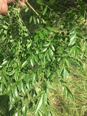 Styphnolobium affine