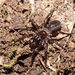 Victorian Funnel-Web - Photo (c) Reiner Richter, some rights reserved (CC BY-NC-SA), uploaded by Reiner Richter