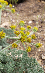 Lomatium mohavense