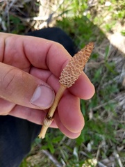 Equisetum arvense image